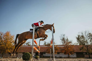 Unlocking Potential: The Ultimate Guide to Buying a High-Performance Sport Horse