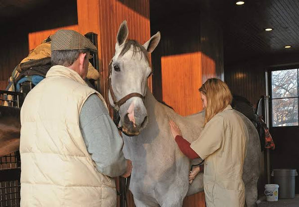 Why Are Equine Vets Disappearing?